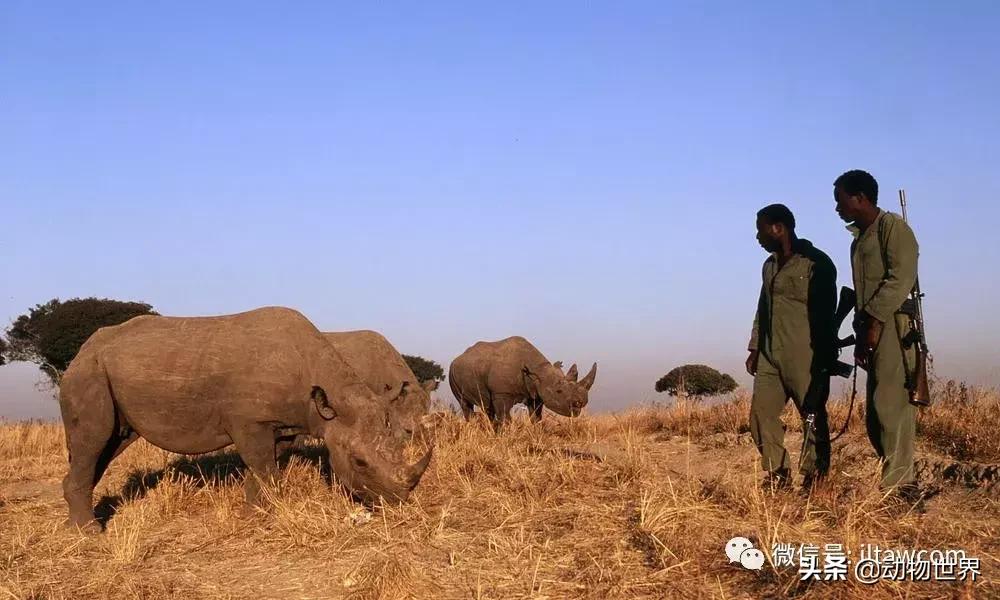 食草动物中的“斗士”-黑犀