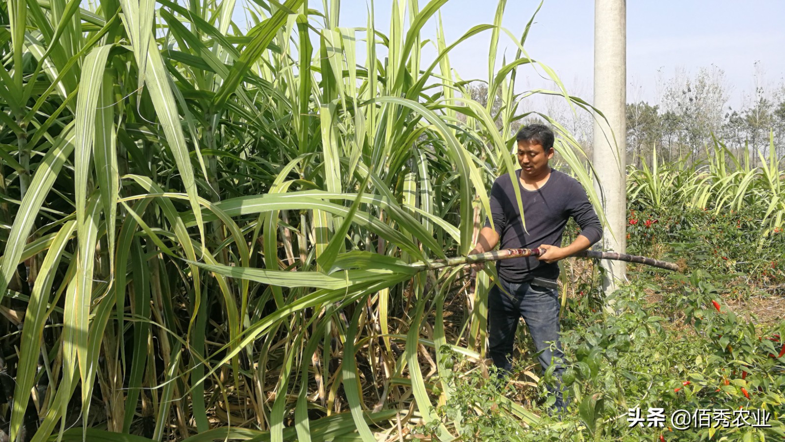 甘蔗增收好方案,甘蔗很甜种甘蔗很苦