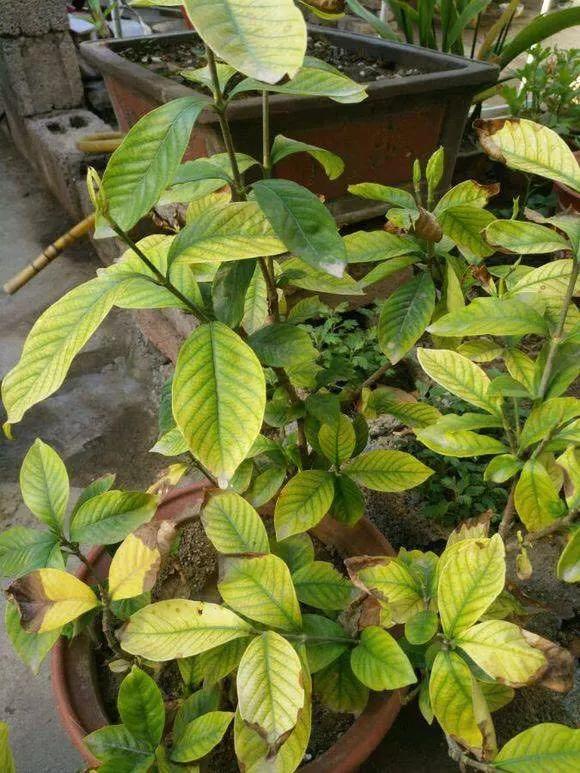 栀子花月季花叶子发黄有黑斑点,茉莉栀子花叶子发黄怎么办