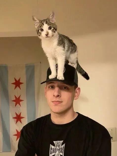 卑微的两脚兽，欢迎来到喵星人的世界