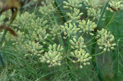 茴香植物闻起来没有味道,茴香植物简介