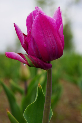 郁金香花之女王,素有花之女王之称的郁金香