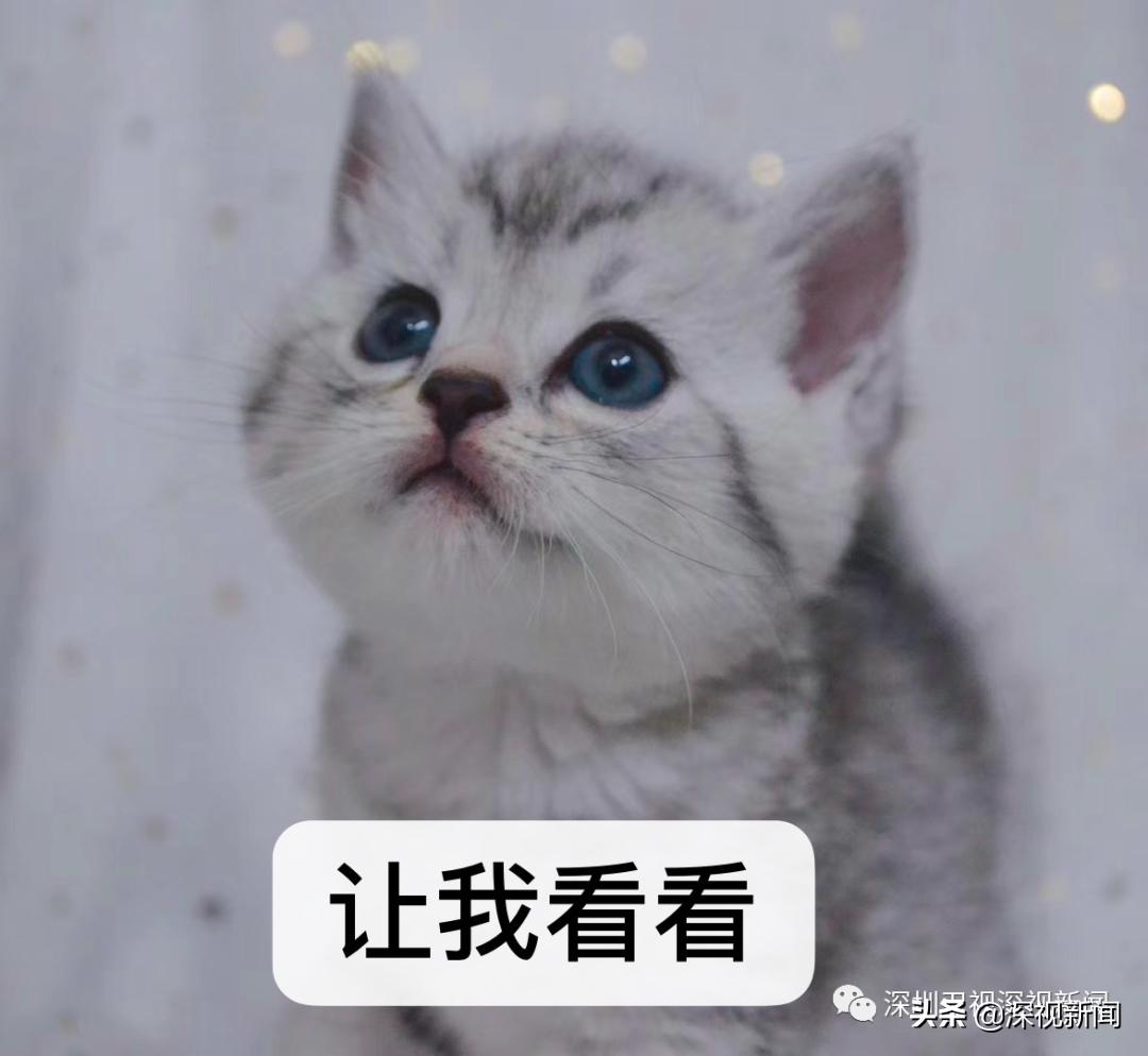 深圳为什么是十大宜居城市,深圳市十佳城市