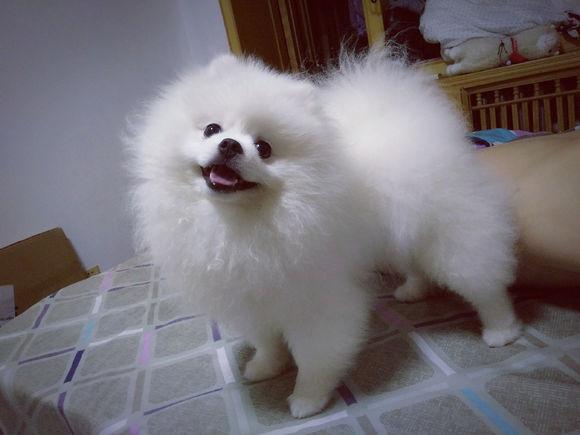 博美犬呕吐拉稀如何治疗,博美犬肠胃差经常呕吐拉稀怎么办