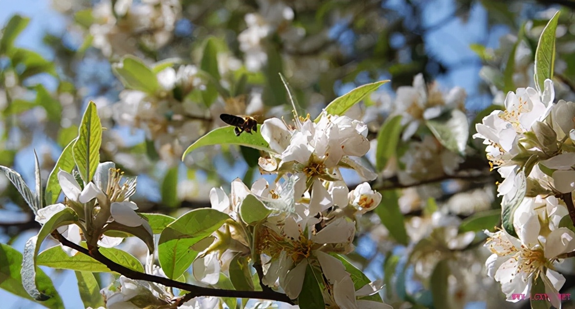家在延津原唱完整版,家在延津主页