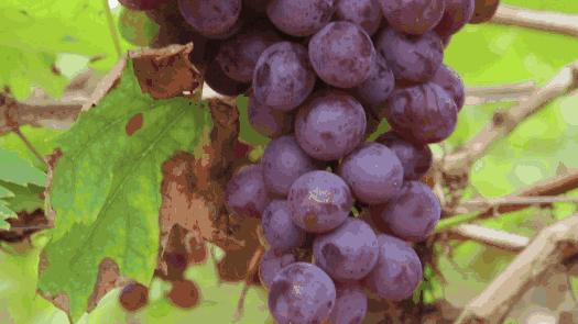 葡萄种类多吃哪种葡萄最好,怎样洗葡萄葡萄才会更好吃