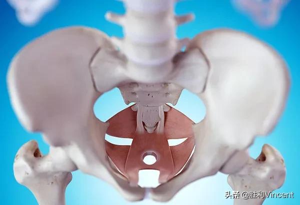 盆底肌腹直肌和骨盆修复哪个重要,了解盆底