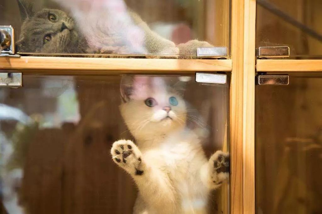 春节猫咪寄养注意事项,猫咪寄养还是带回家好