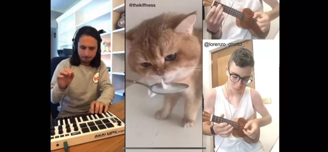 漂亮小奶猫喝奶,4只小奶猫吃豪华大餐