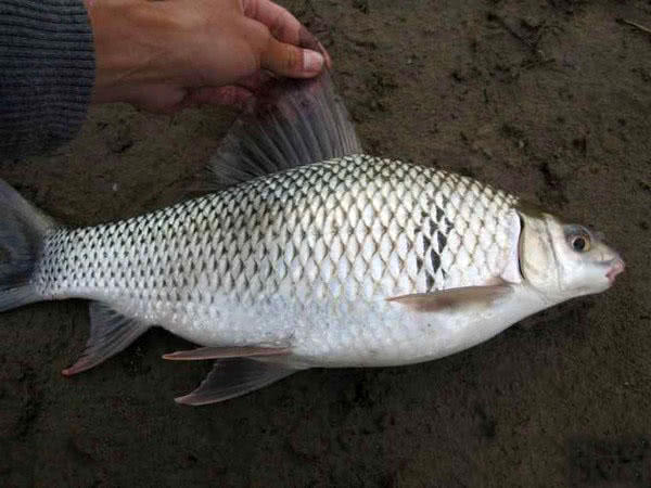 钓三斤以上红眼鲮鱼方法与技巧,鲮鱼警惕性高怎么钓