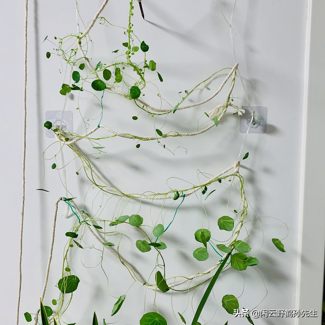 山乌龟并不是一种龟？可以爬满墙的藤蔓植物山乌龟养护经验分享