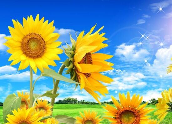 向日葵修剪盆栽,向日葵修剪水培