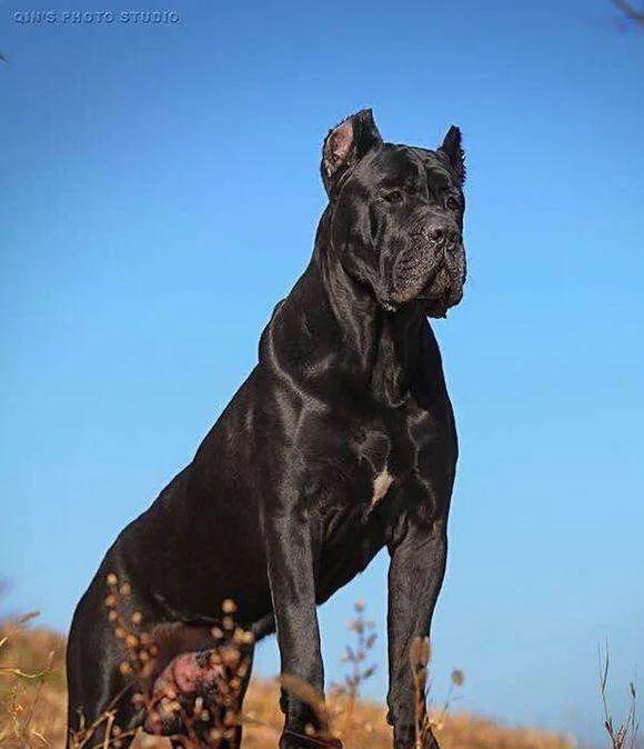 十大猛犬排行榜第一名,十大禁养猛犬排行