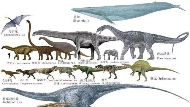 蓝鲸是有史以来最大的动物吗,蓝鲸是世界上最大的动物