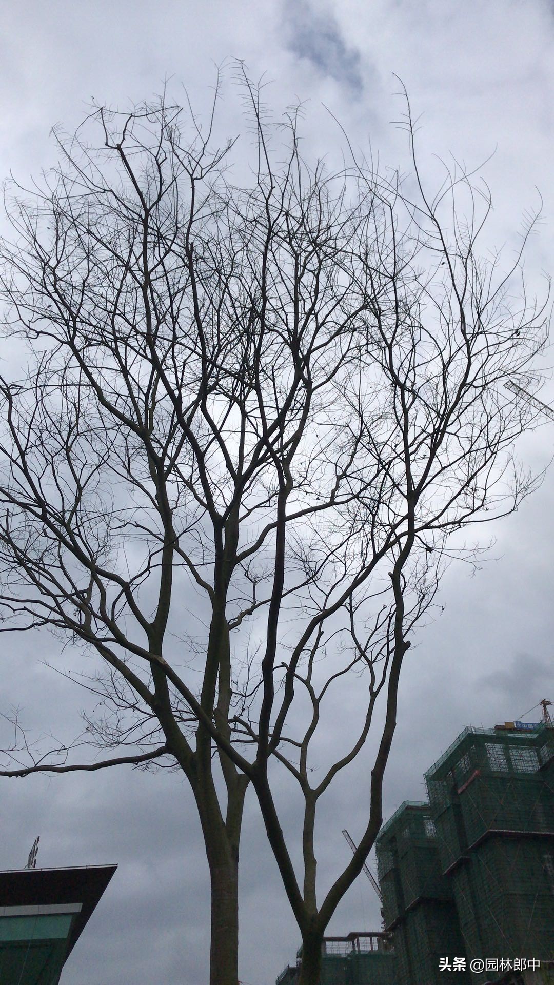 树木移植后发的芽要修掉吗,树木移植多久长出新芽