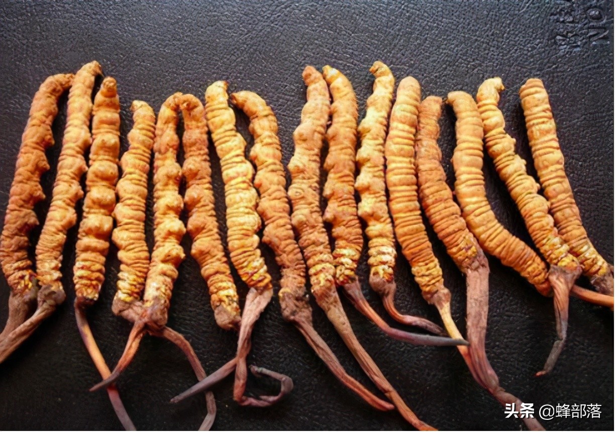 农村人称“母狗刺”，枝干里却藏着真家伙，售价1斤8800元