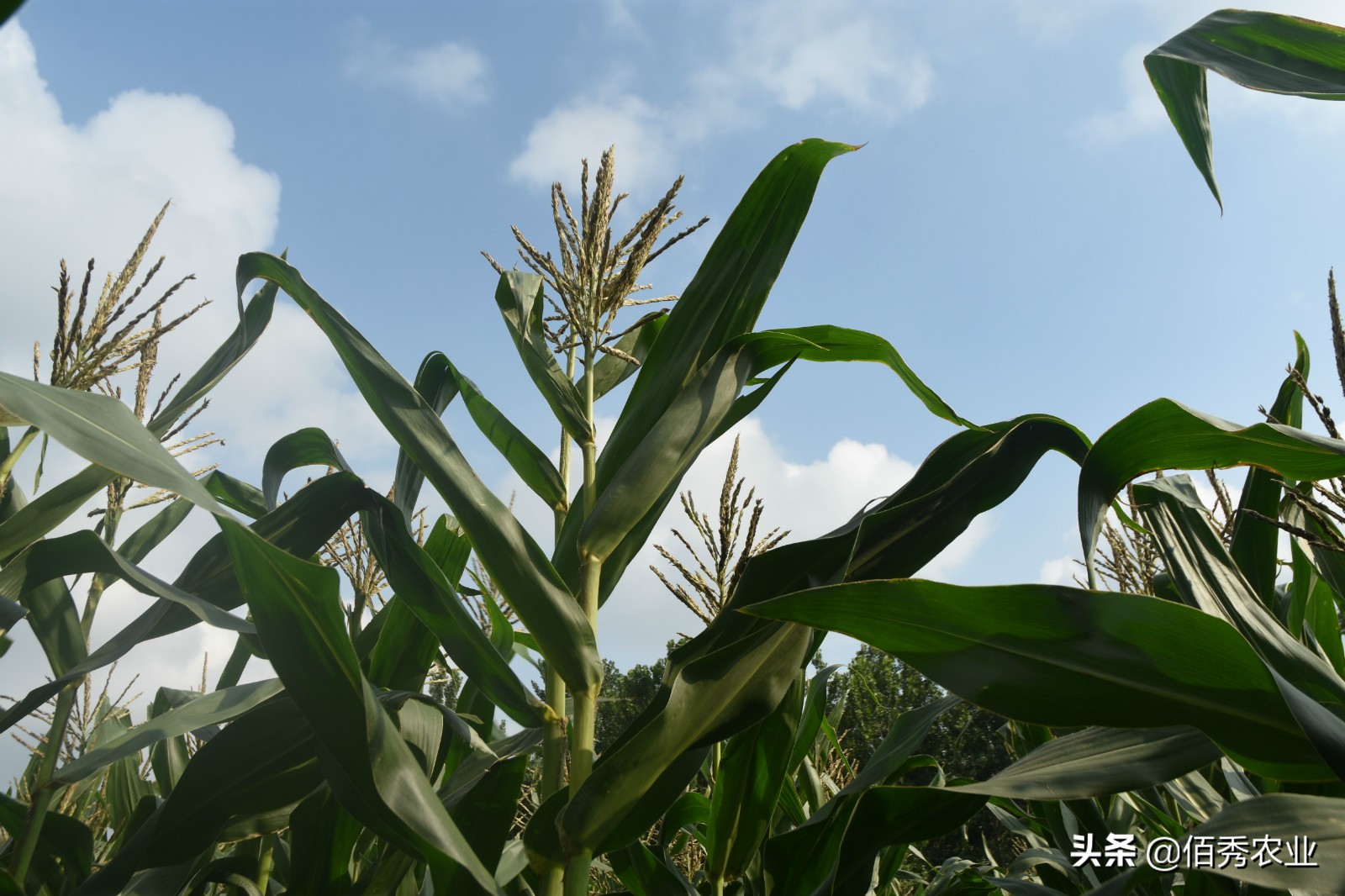 50亩田种萝卜一年多少成本,沙地种萝卜1亩赚多少钱