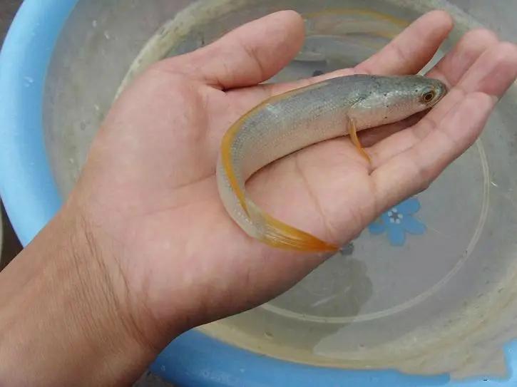 竹舍乌鱼庄：一条鱼搅活的乡村特色游