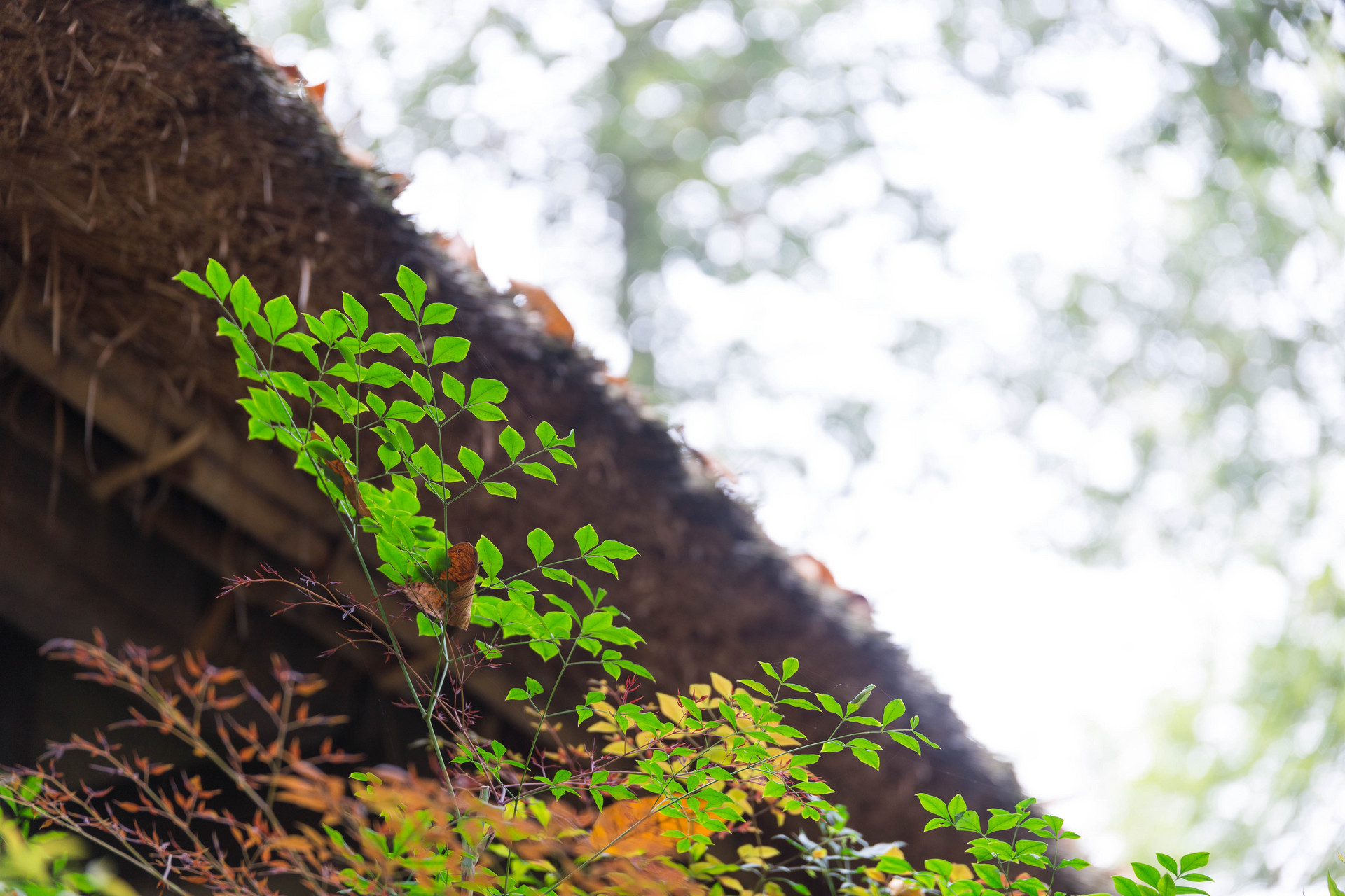 五月黄梅天三星白兰地,上联日月对星辰下联