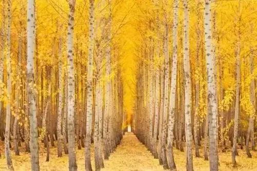 坝上三大景点,坝上草原是丰宁还是围场的