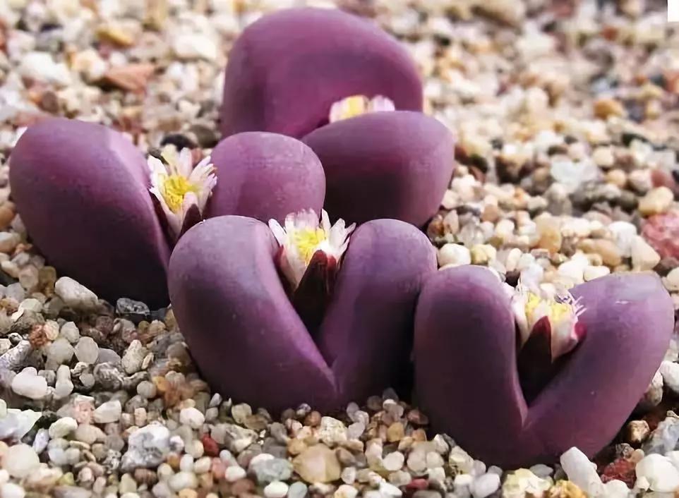 名贵植物排名前十名,十大天价的花卉