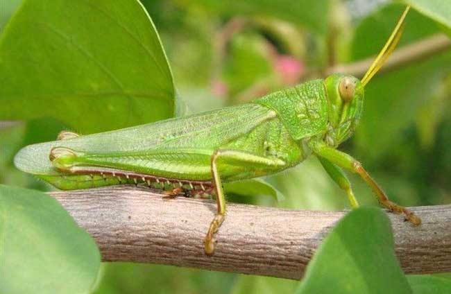 蝗虫的营养及药用价值,哪个品种蝗虫有药用价值