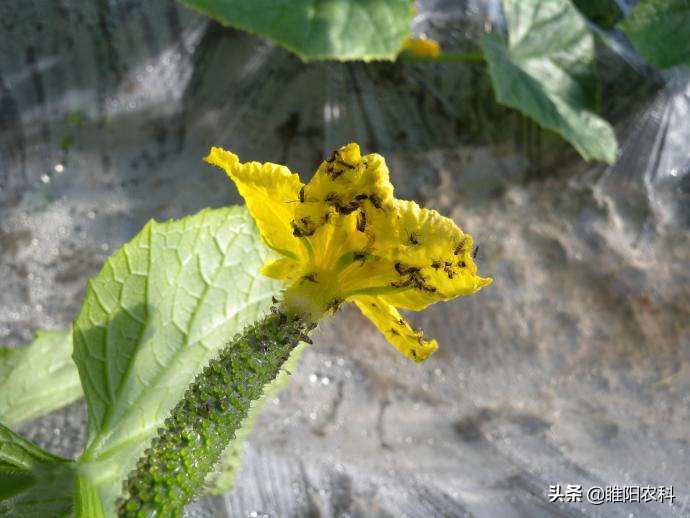 吡虫啉搭配哪些药使用,吡虫啉对蔬菜的使用方法