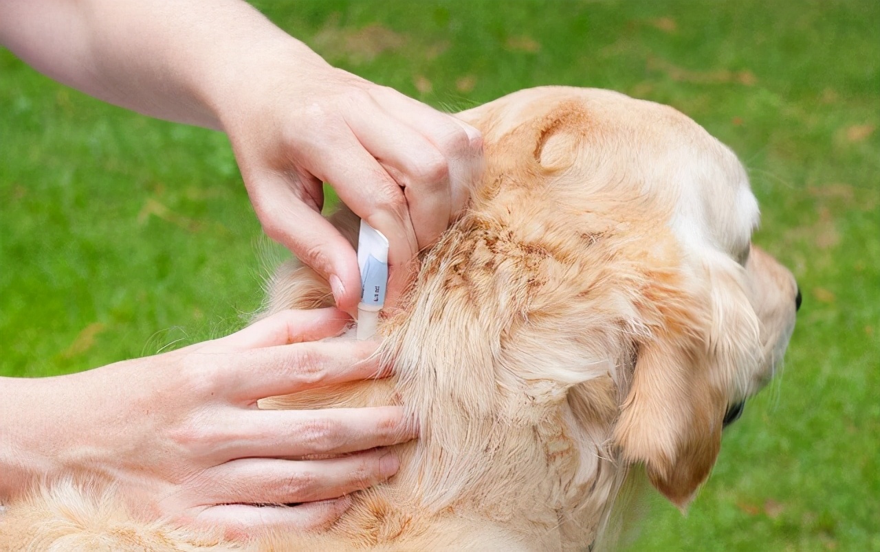 狗狗先拉干的再拉稀的什么原因,狗狗拉稀拉血是什么原因吃什么药