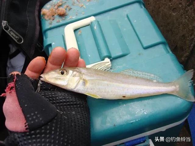 沙尖鱼钓法,沙尖鱼习性