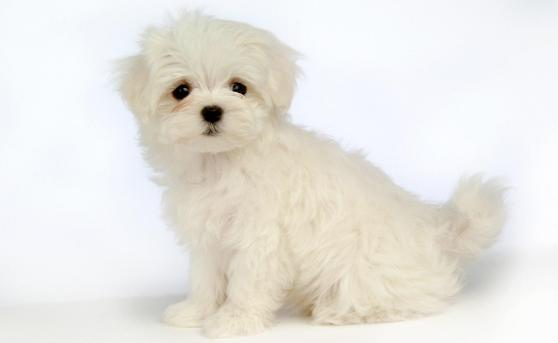 狗身上的味道不花钱怎么最快去除,狗狗身上没有味家里有味怎么回事