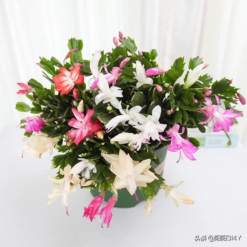 嫁接过后的蟹爪兰叶片打蔫,蟹爪兰扦插的叶片打蔫怎么办