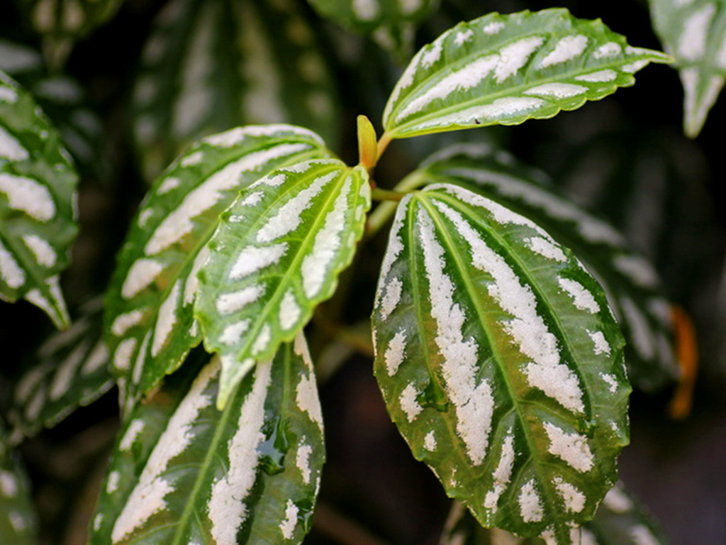 叶片带斑点的植物,3片绿色叶子植物大全