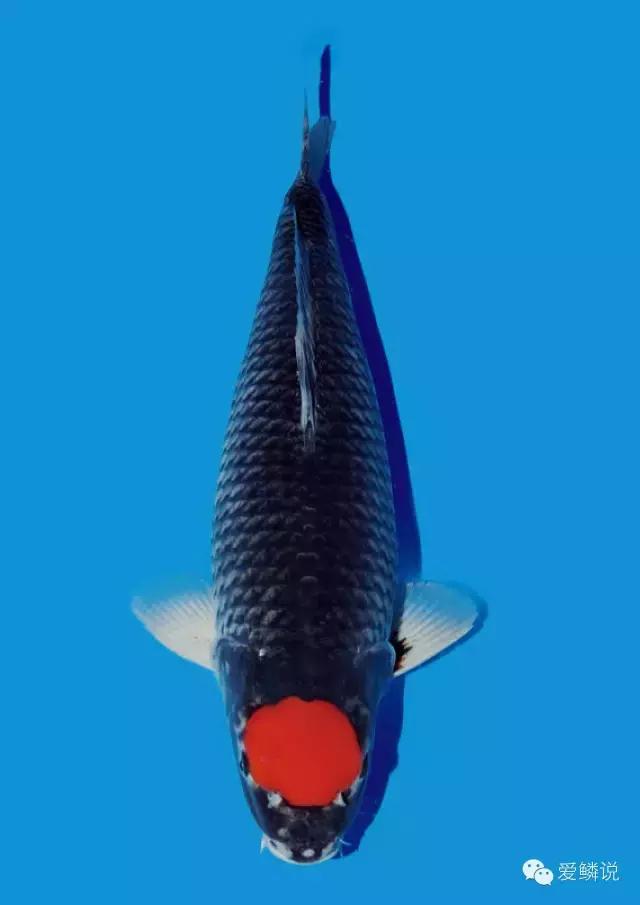 收藏清洁小妙招,收藏养花除虫小妙招