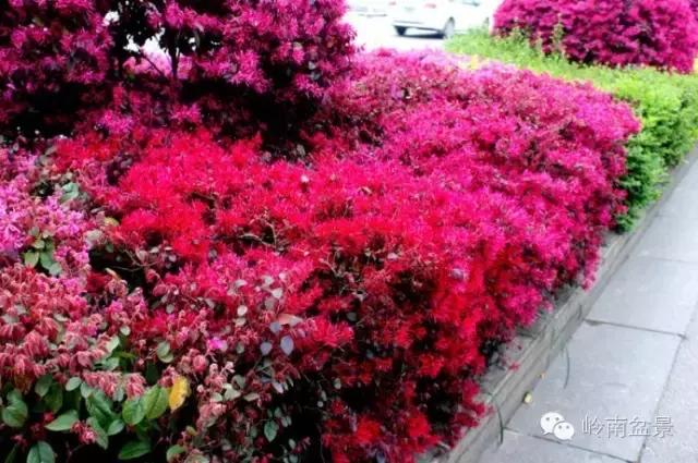 檵木小老桩盆景,檵木盆景图片大全