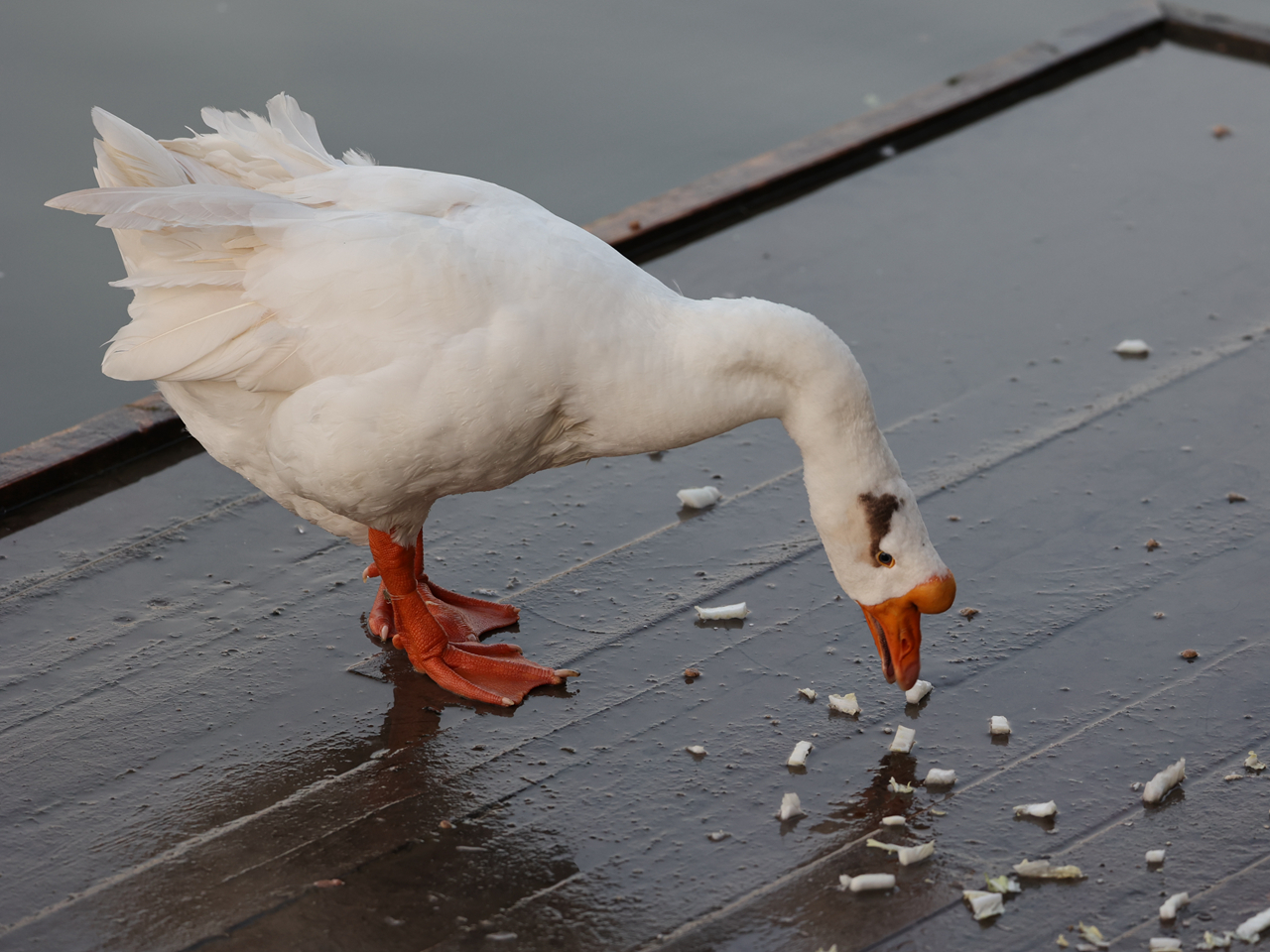 佳能rf100-500mm参数,佳能rf-s18-45mm测评