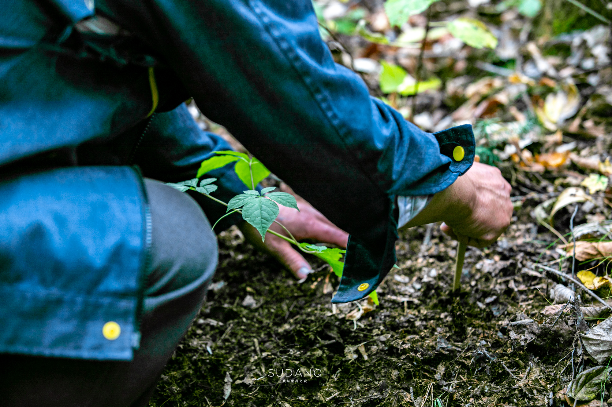 长白山百年野生人参为什么贵,长白山人参最好在哪里