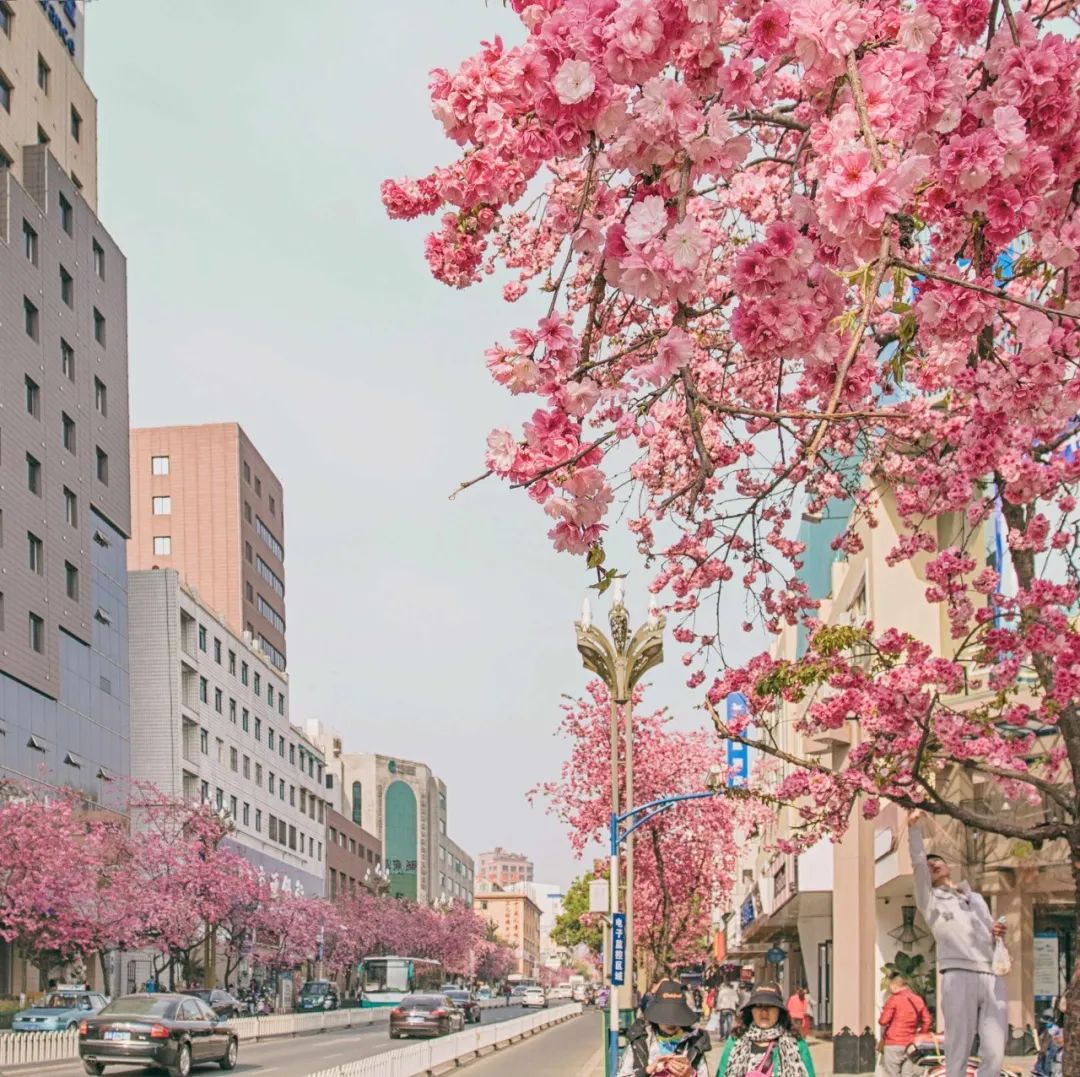 被大理丽江掩盖风头又怎样？它才是云南No.1！5月它太美了