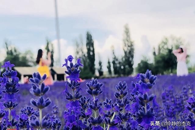 最好的伊犁薰衣草精油品牌是哪个,新疆薰衣草精油品牌