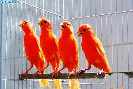 金丝雀鸟品种大全,金丝雀鸟图片及鸣叫