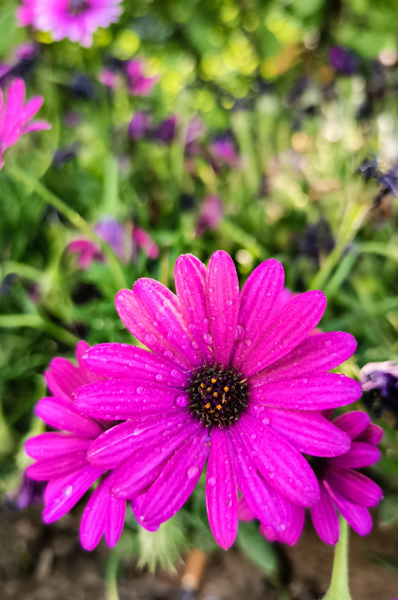 华为nova7和nova7pro功能,华为nova7pro有什么奇特的功能