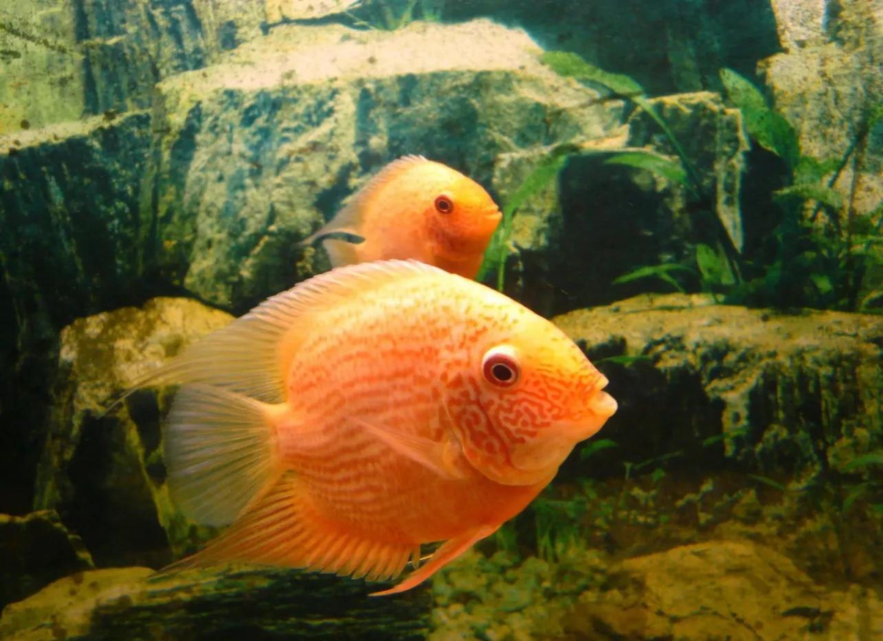 新手养鱼最好看又好养 (新手养鱼养什么最好)