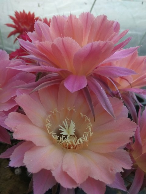 148个仙人球品种大全,100个仙人球品种