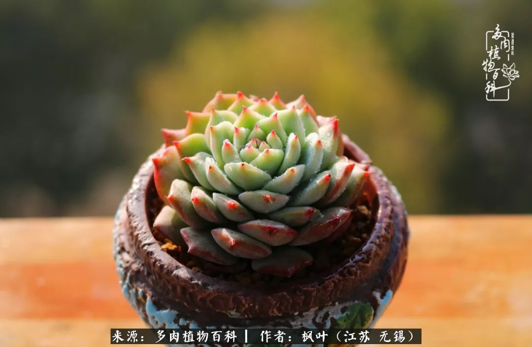 多肉与生命感悟,多肉时光