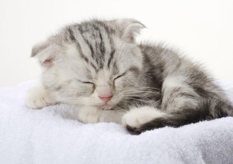 英国短毛猫和田园猫生的猫,英国短毛猫波斯猫混血猫