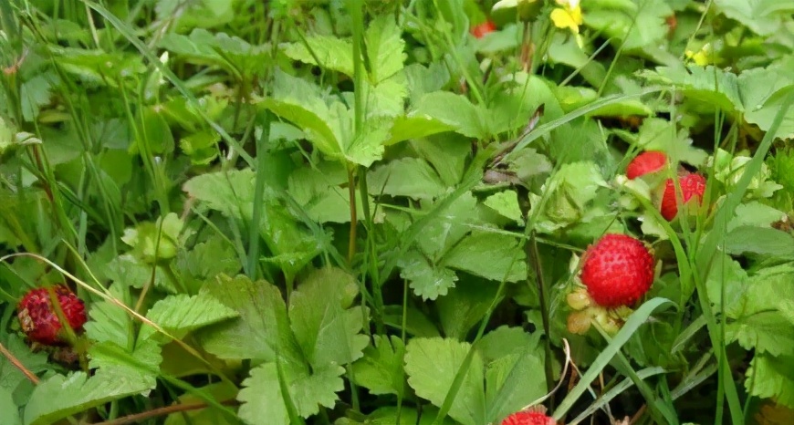 鎶氫粖蹇嗘様,灏忔椂鍊欏悆鐨勯浂椋熺殑鍥炲繂