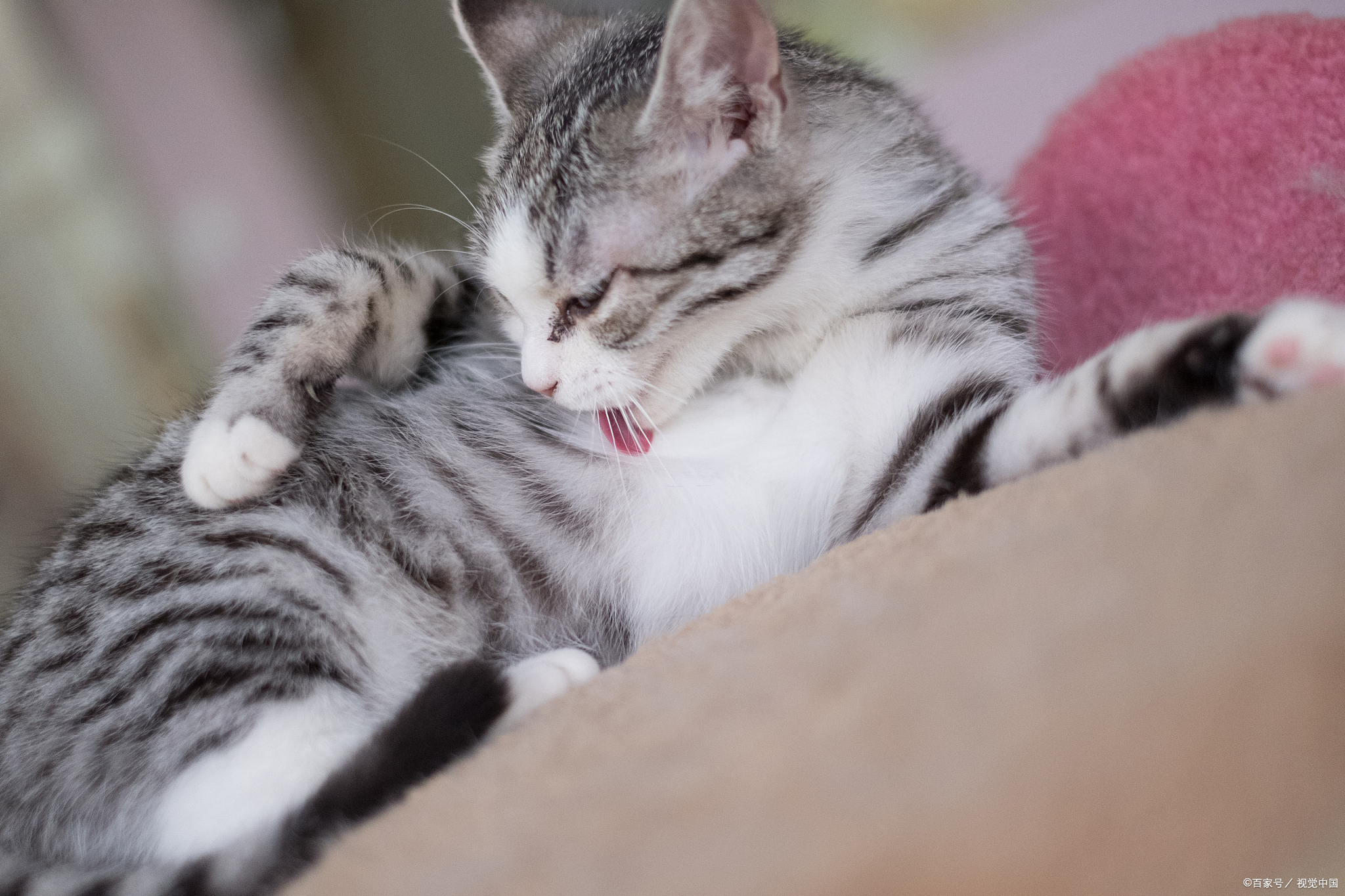 猫咪胆小害怕出门,猫咪胆小怎么办教你一招