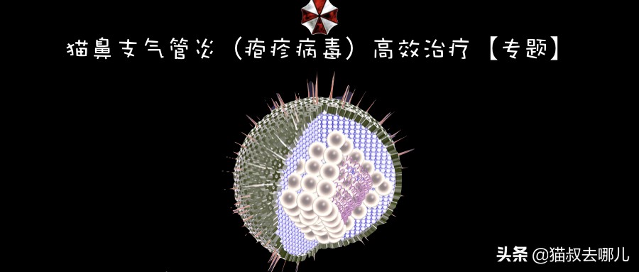 猫鼻支炎怎么治,猫鼻支气管炎能自愈吗