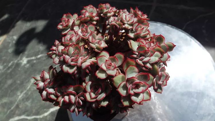 爱机车，爱多肉，宝妈花姐的诗和远方