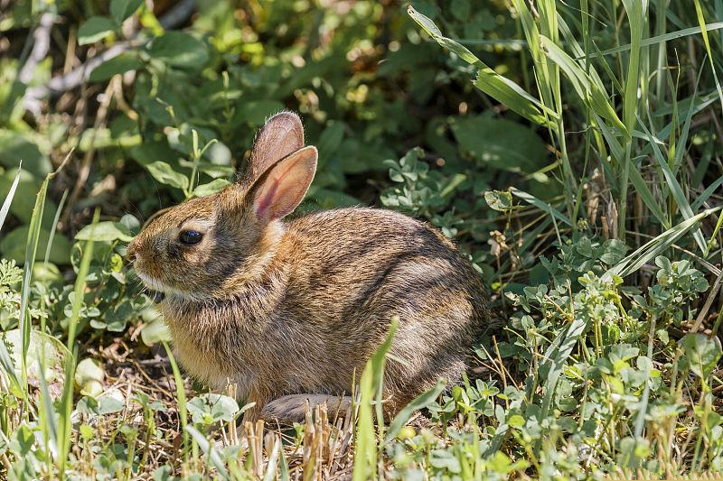 养兔怎样看出兔子怀孕,秋季养兔受孕率低怎么办