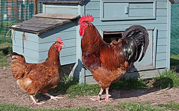 鸡过料为什么那么难治,鸡过料严重用什么土方法